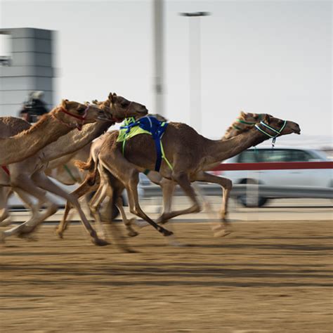 saudi camel racing federation